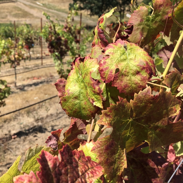 Cabernet Franc vines showing classic symptoms of Red Blotch Disease