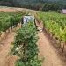 Pinot noir grapes at Oregon State University's Woodhall Vineyard undergoing smoke experiments. Photo: Sean Nealon.